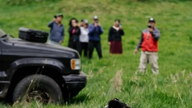 Cusín, el oso andino rescatado, ahora monitoreado por
