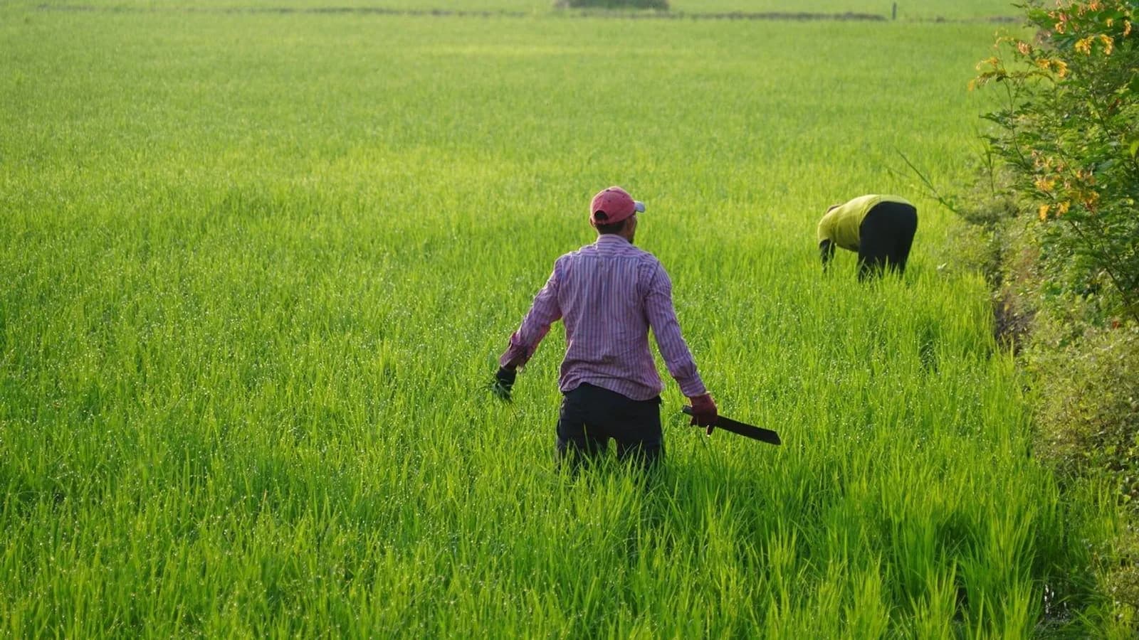 Ecuador prepara equipos agrícolas contra El Niño